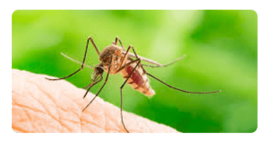 Mosquito Control in Armstrong Creek